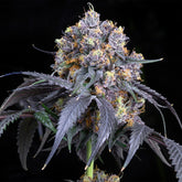 A large cannabis cola of the Jet Fuel Gelato strain. This cannabis plant was grown from Jet Fuel Gelato seeds from Premium Cultivars.